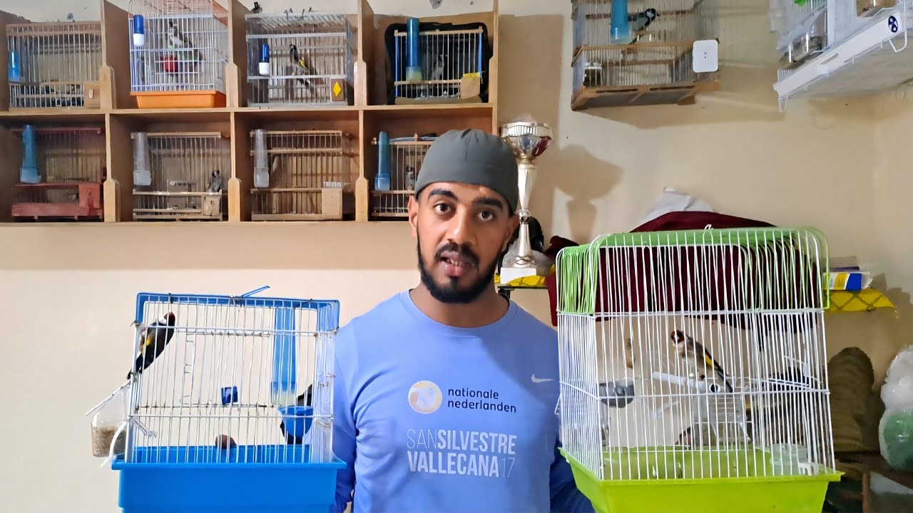 زيارة عند حمزة 🔥 ورانا طيور لعندو🐦توليعة بطائر الحسون من الدار البيضاء2026/3/26🇲🇦 #الحسون