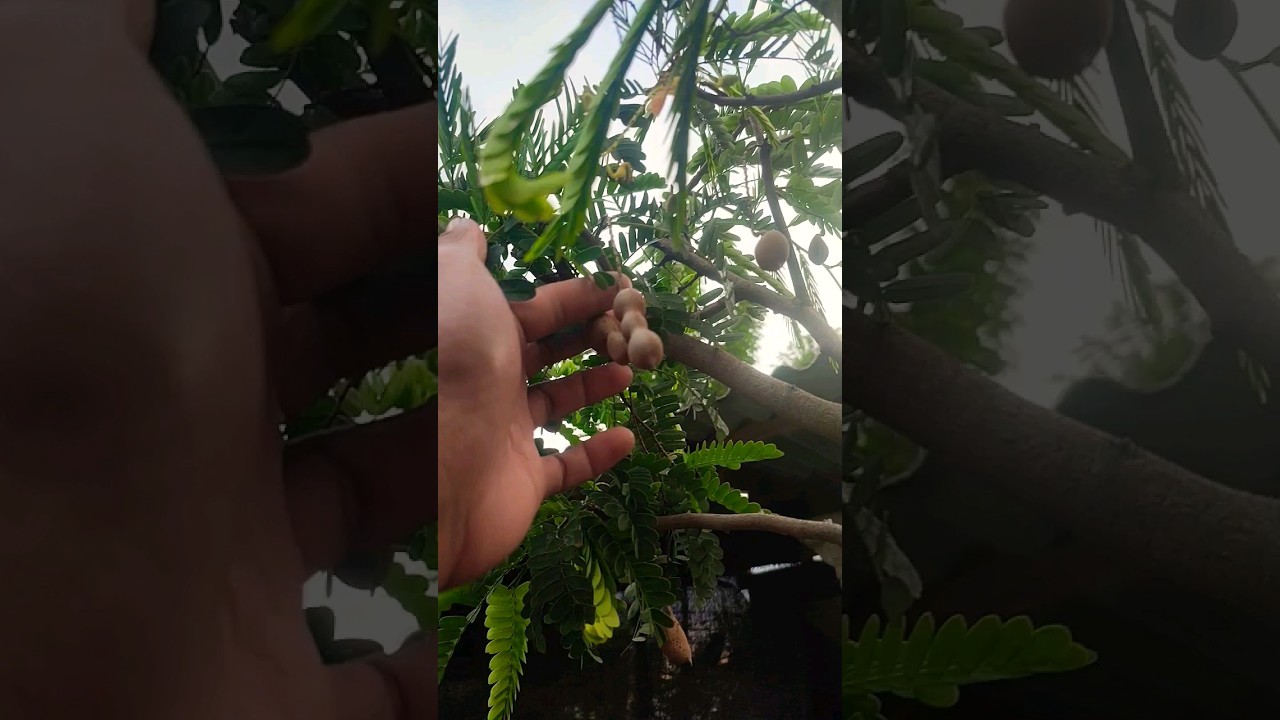 Nunggu asemnya matang 😁 