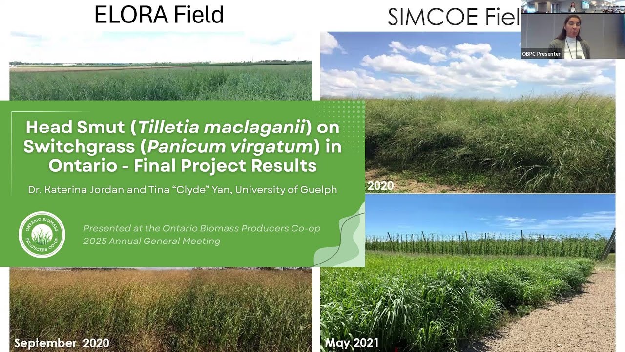 Head Smut (Tilletia maclaganii) on Switchgrass (Panicum virgatum) in Ontario - Final Project Results