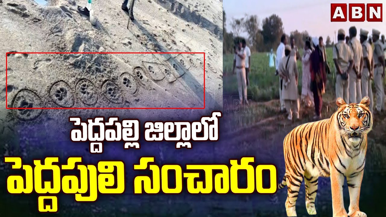 పెద్దపల్లి జిల్లాలో పెద్దపులి సంచారం | Tiger spotted in Peddapalli district | ABN Telugu
