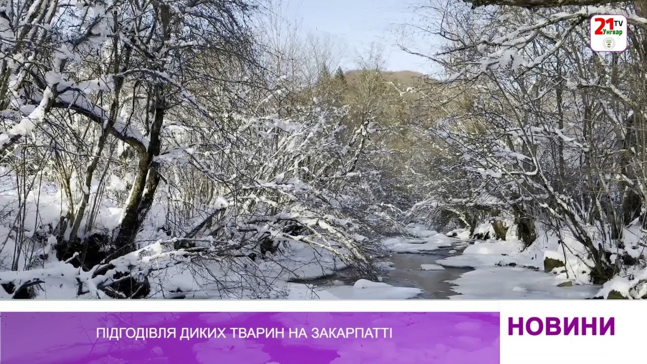 Підгодівля диких тварин на Закарпатті