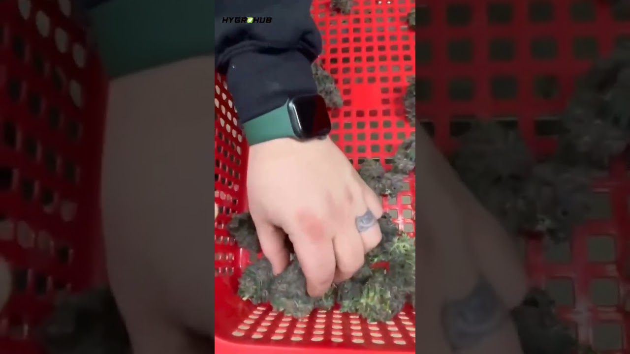 BEST BUD TRIMMER T300, BETTER THAN RISENTEK MODEL XLE HYGROHUB