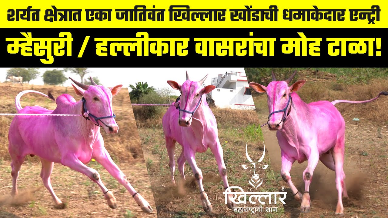 शर्यत क्षेत्रात एका जातिवंत खिल्लार खोंडाची धमाकेदार एन्ट्री | Khillar Maharashtrachi Shaan 2023
