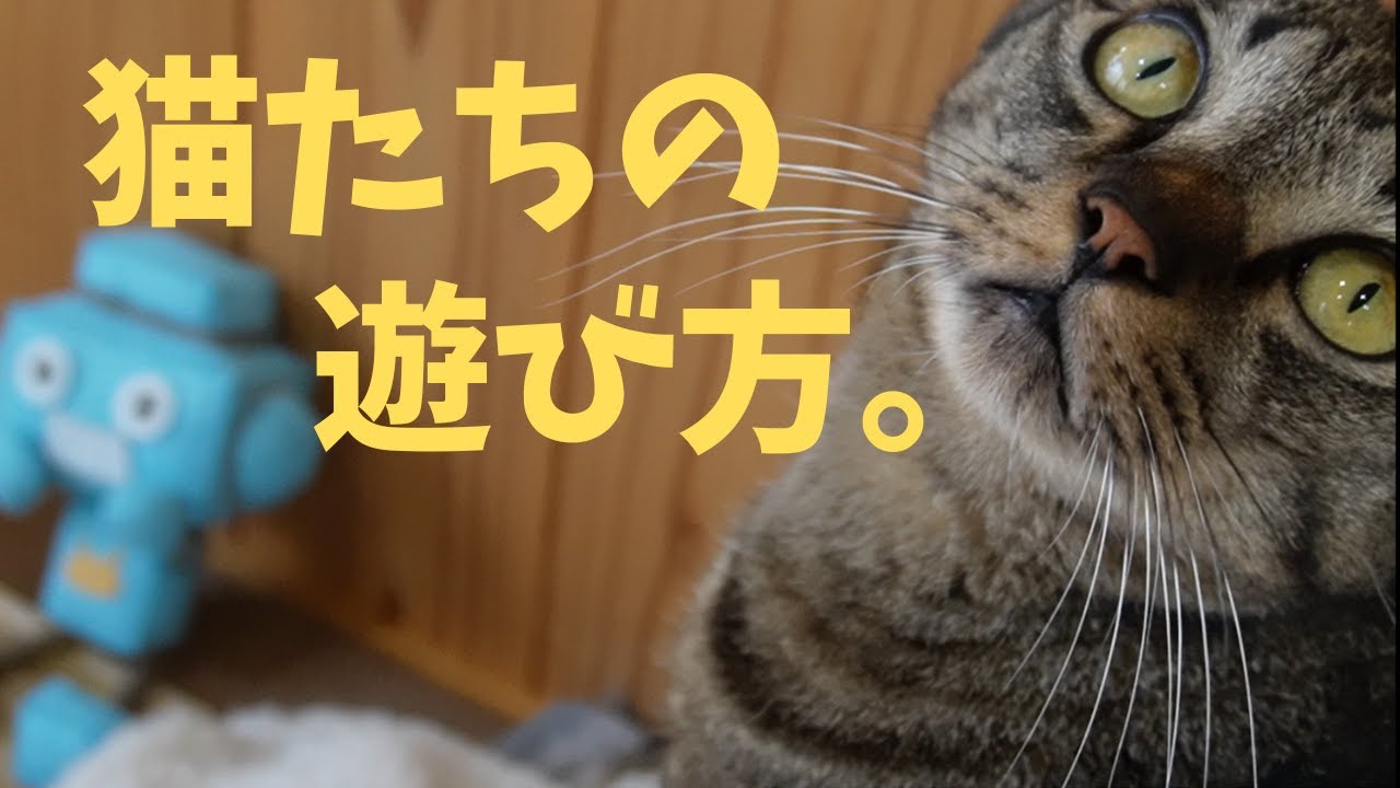 猫たちの遊び方。たわしの日。