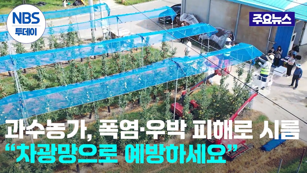 과수농가, 폭염·우박 피해로 시름…“차광망으로 예방하세요”
