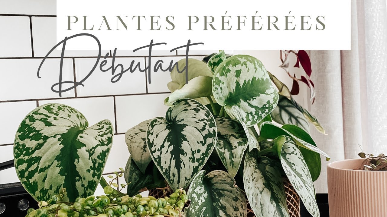 EASY CARE PLANTS / Je te présente mes plantes préférées pour débutants 🪴