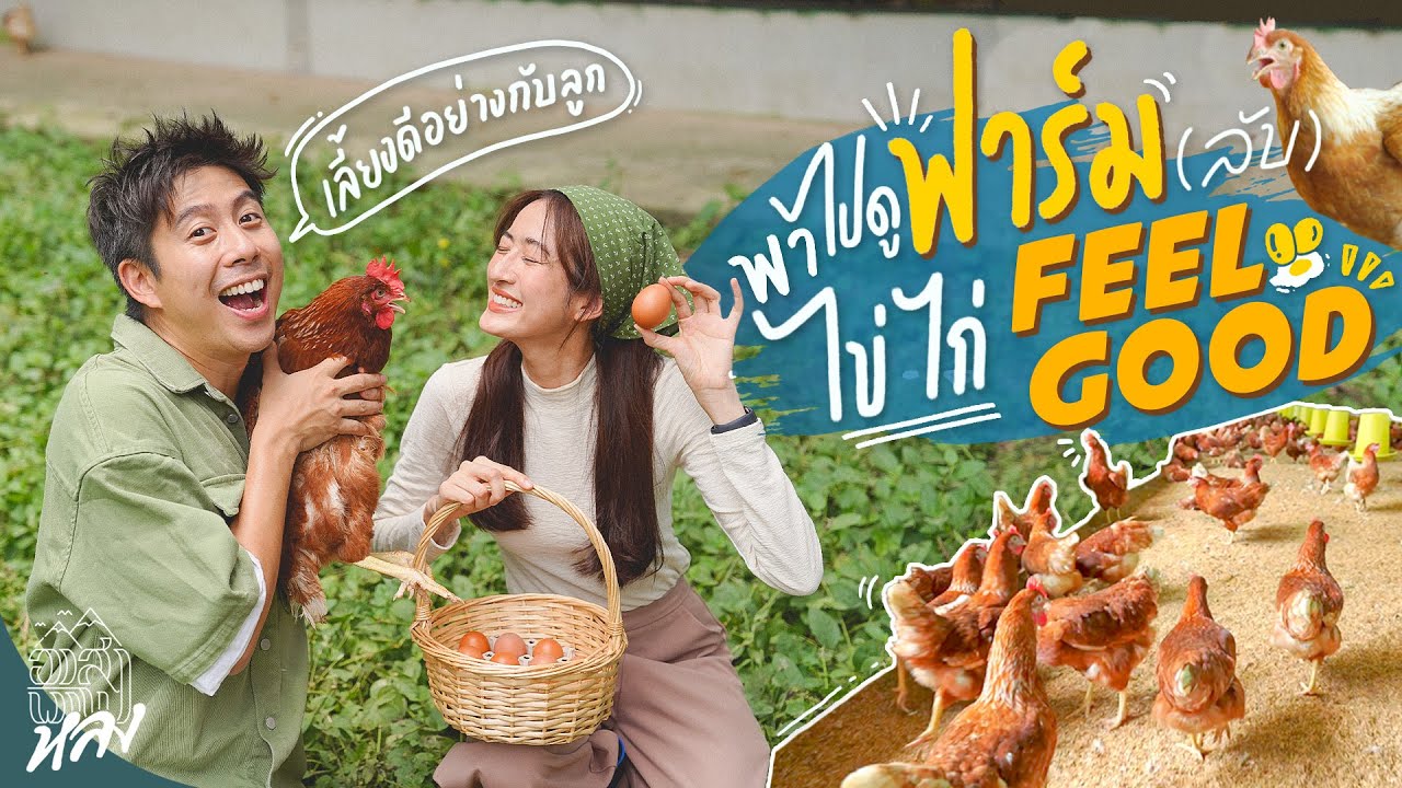พาดูเบื้องหลังฟาร์มไก่ไข่  FEELGOOD ต่างจากไข่ปกติยังไง ?  | อาสาพาไปหลง