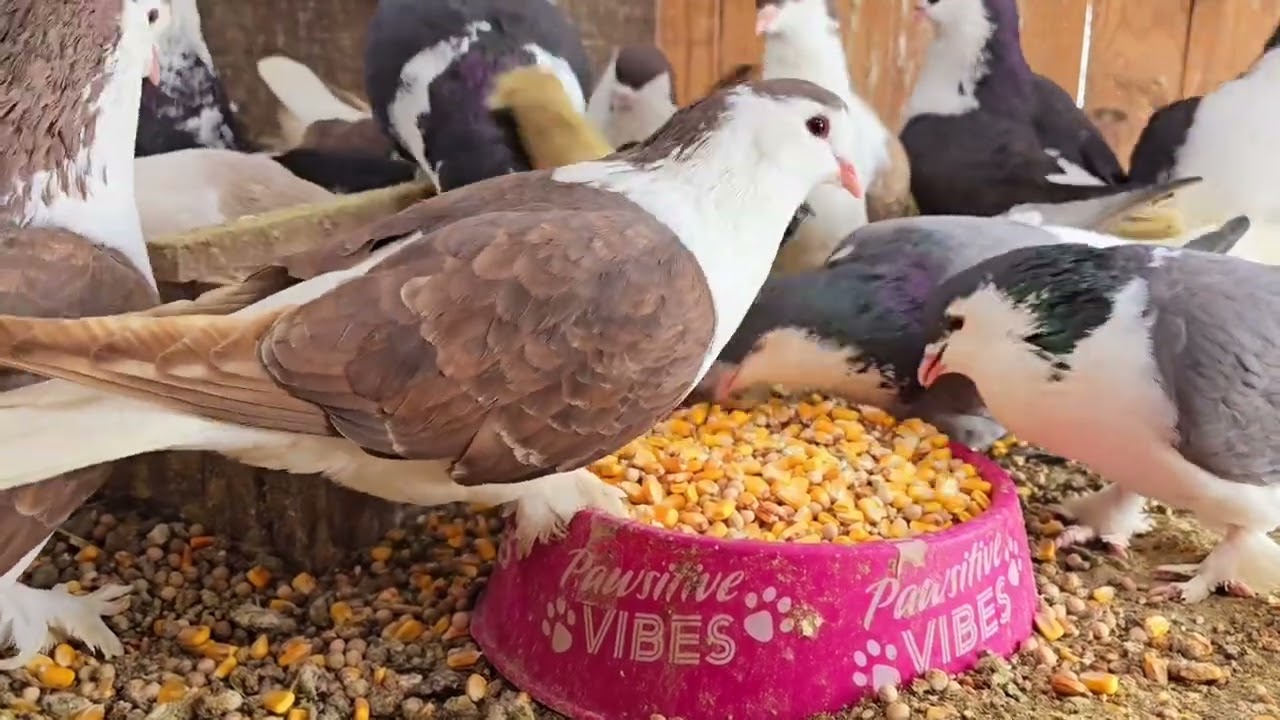 Pigeons & Muscovy duck update