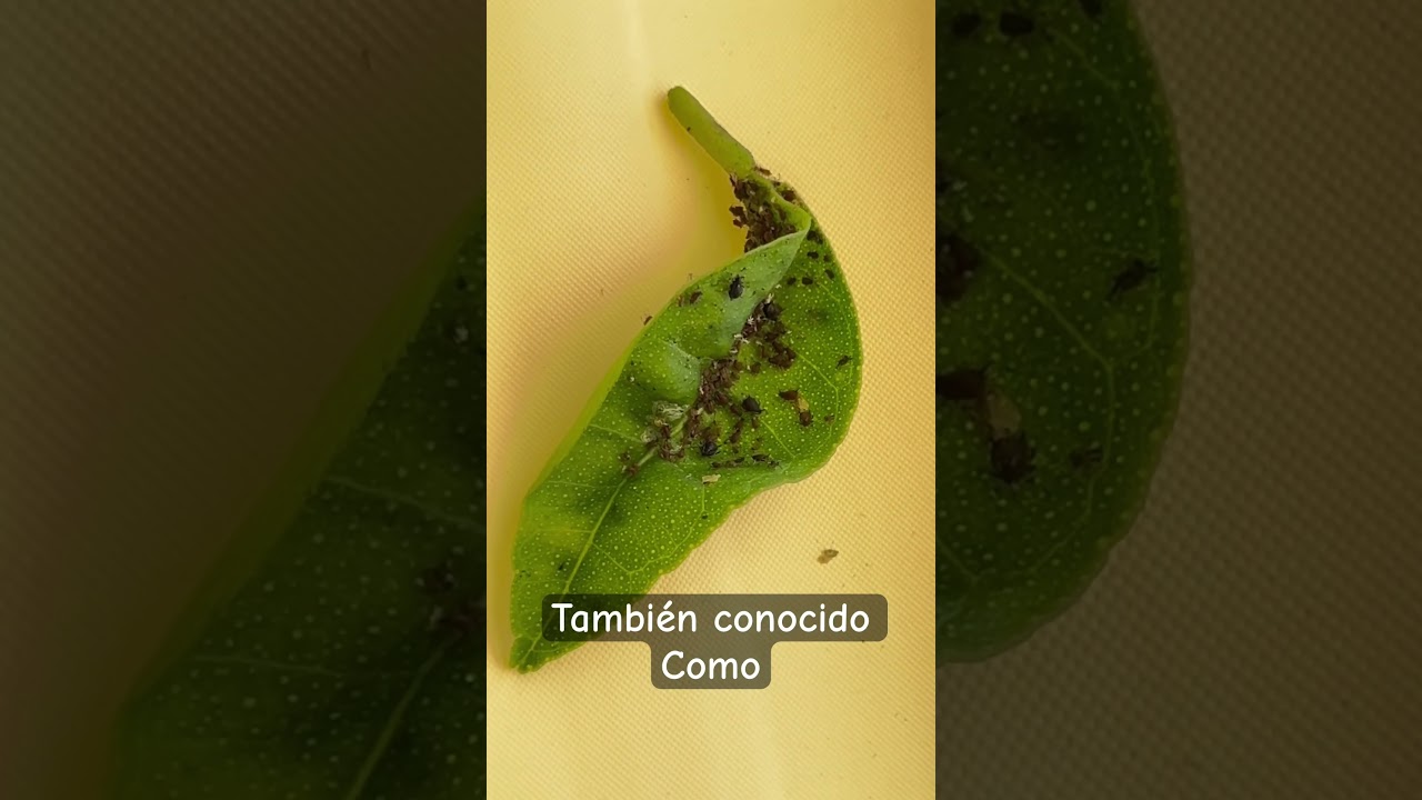 Pulgón negro de los cítricos 