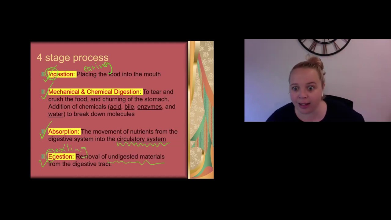 Year 8 Science - Digestive system intro