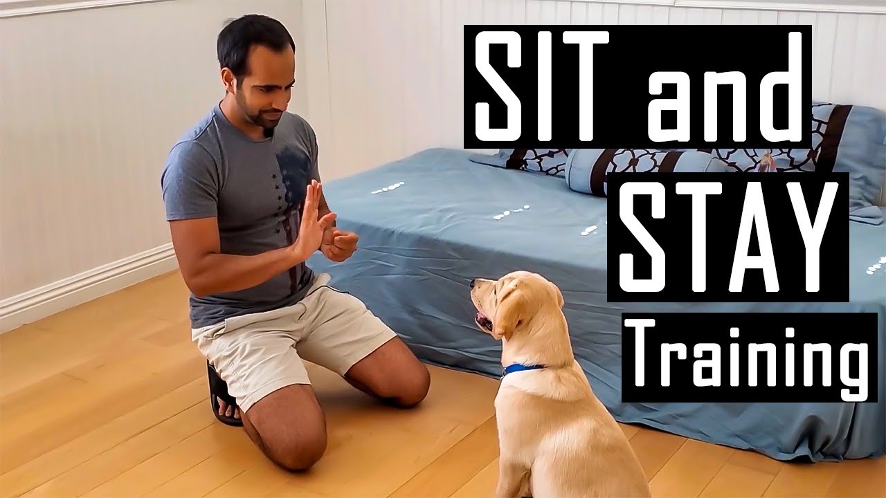 How to Train your Dog or Puppy to Sit and Stay | How I Trained Buddy (Easy Dog Training at Home)