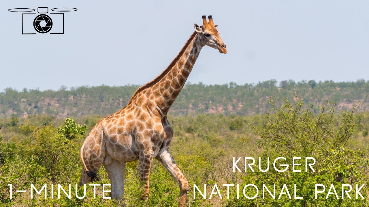 1-minute - Kruger National Park