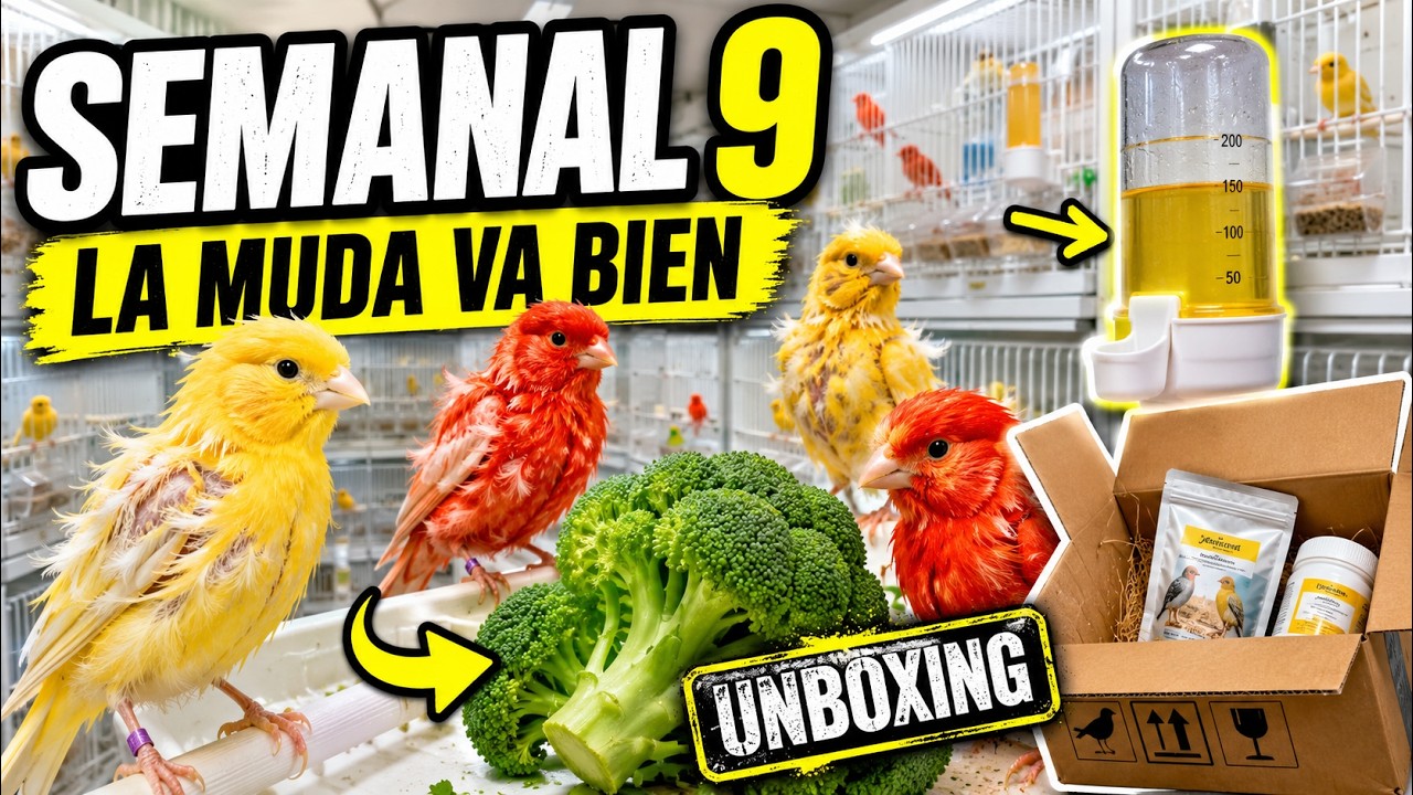 📆 Semanal 9 | Muda, vitaminas y unboxing