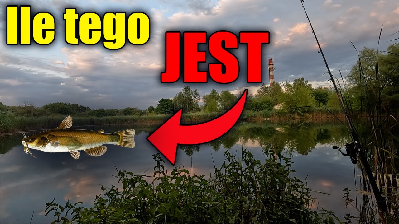 NA BEZRYBIU I SUMIK KARŁOWATY RYBA! 🐟