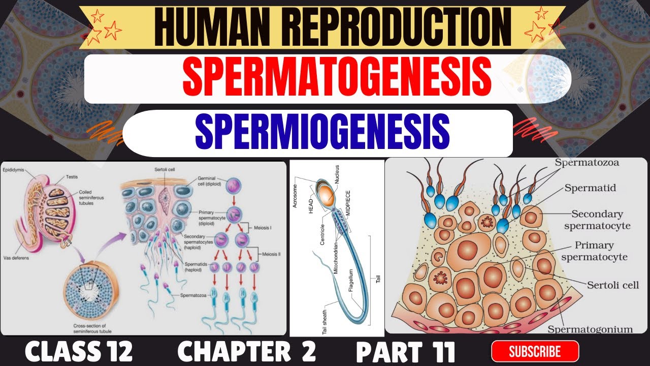 SPERMIOGENESIS PROCESS IN HINDI | SPERMATOGENESIS | SPERM MATURATION IN MALE REPRODUCTIVE TRACT |