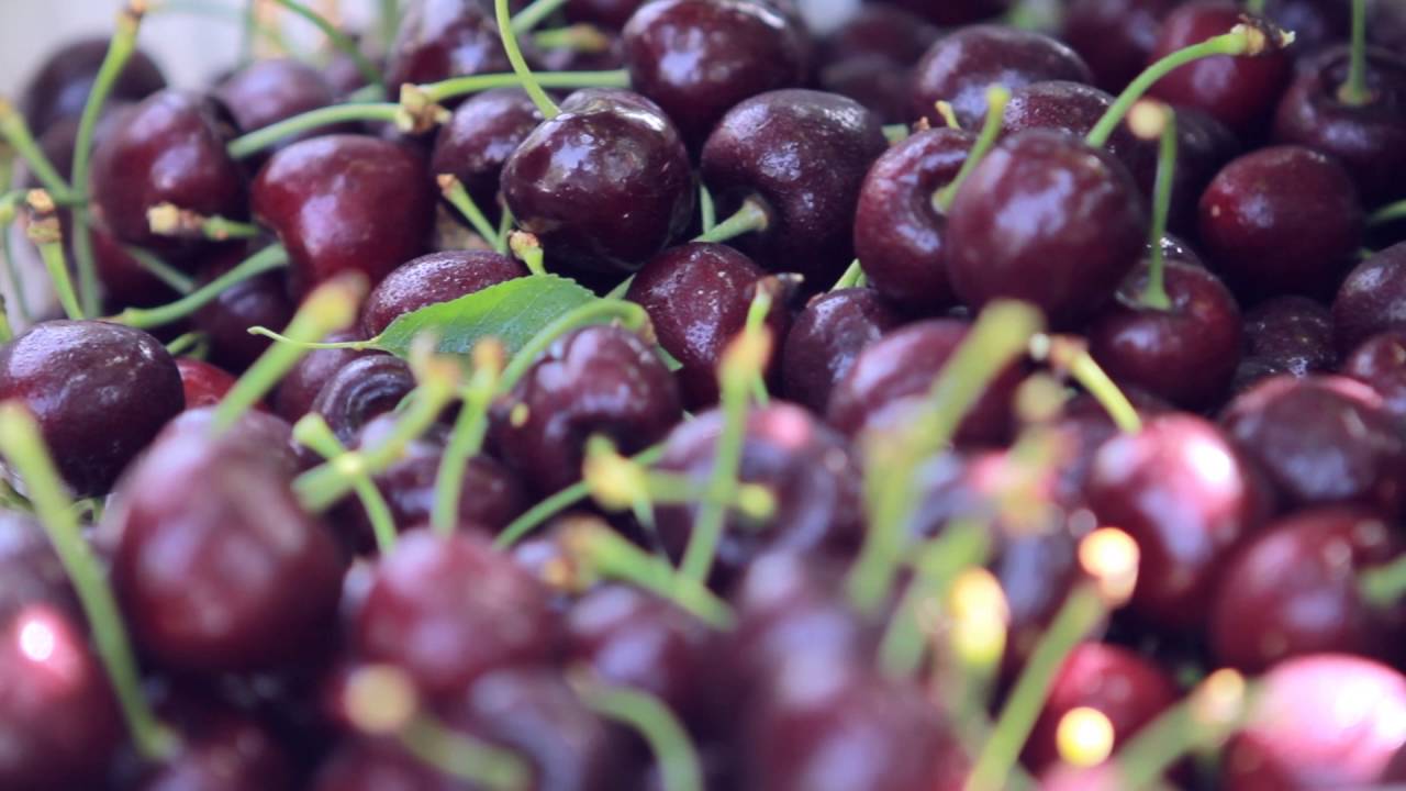 Orchard Fruit | Cherries, delicious pieces of fruit