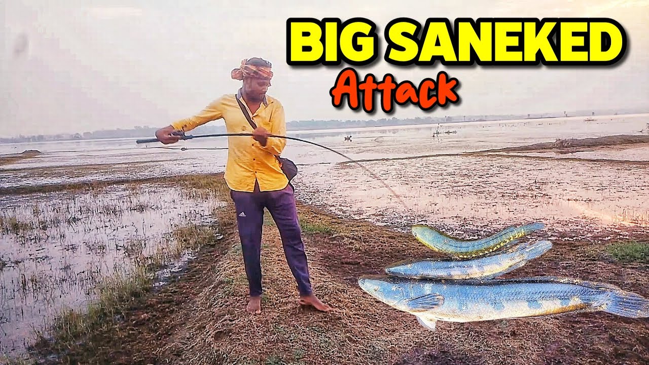 Snakehead fishing new video||🐟🐟🐟