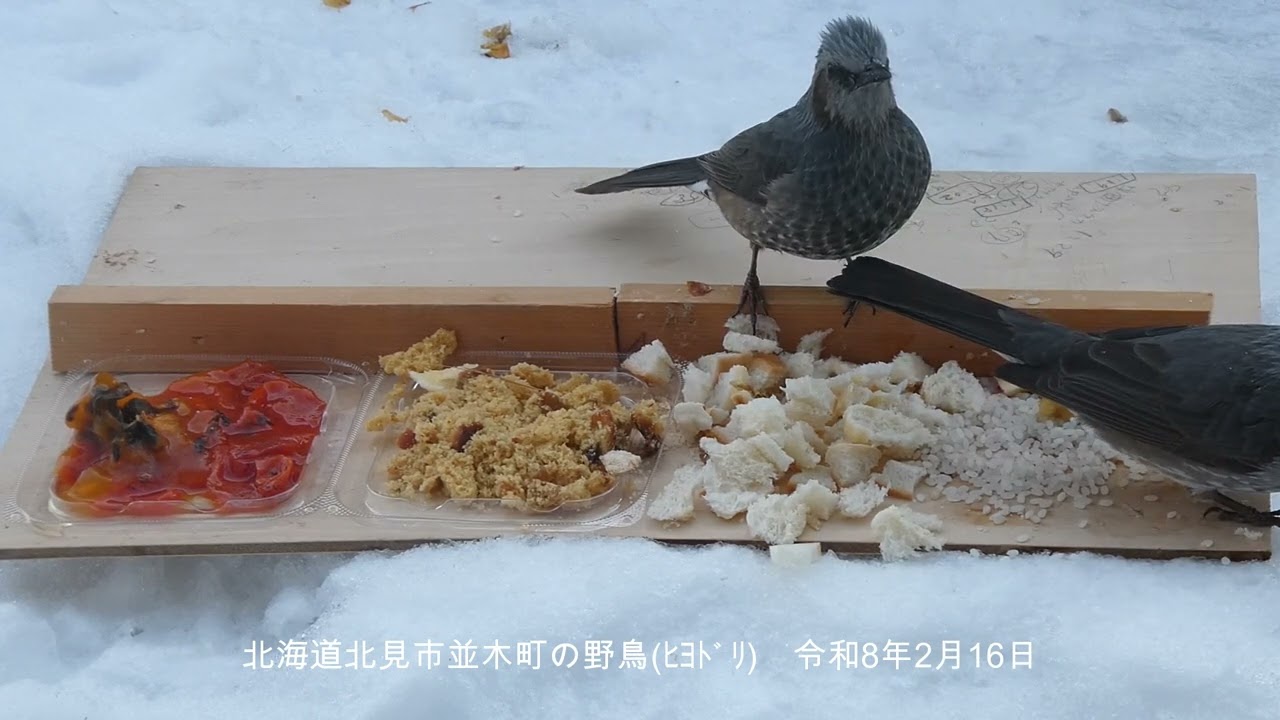 山本８９歳・北見市並木町の野鳥　令和８年２月１６日