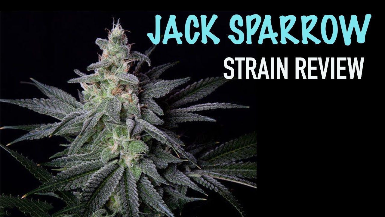 STRAIN REVIEW: JACK SPARROW