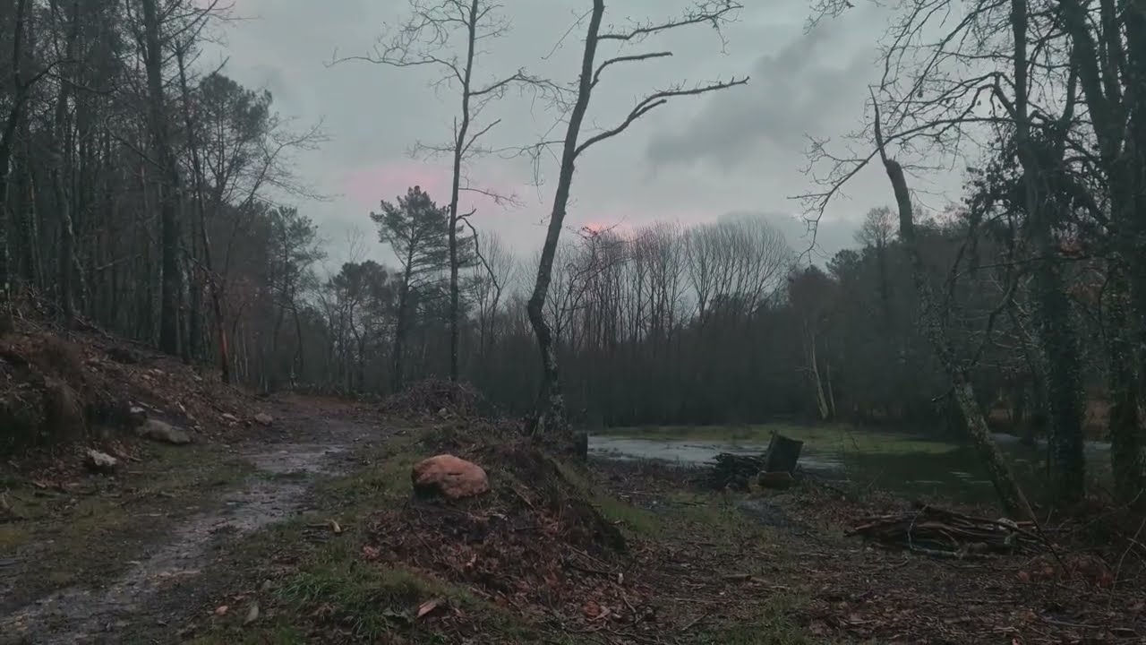 Paseo por el bosque y junto al río