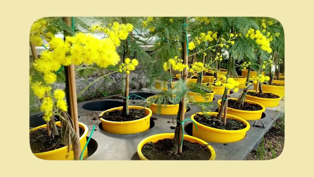 Siembra de un árbol | Acacia Amarilla