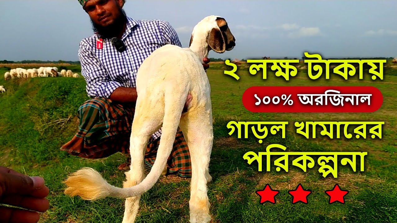 ১০০% অরজিনাল গাড়ল না ক্রস গাড়ল দিয়ে খামার করবেন । New Sheep Farming in 2 lakh । garol । গাড়ল খামার