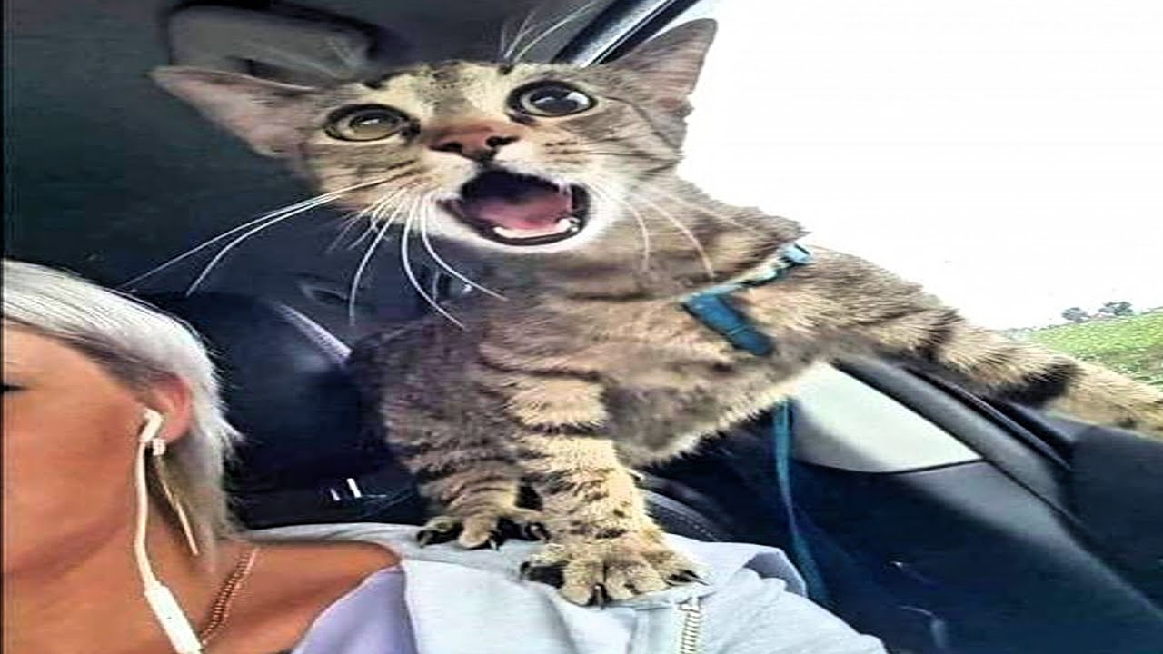 funny try not to laugh cat compilation | 2