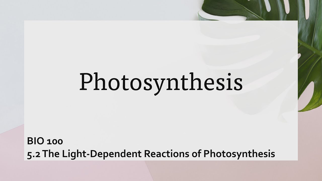 Light dependent reaction of photosynthesis