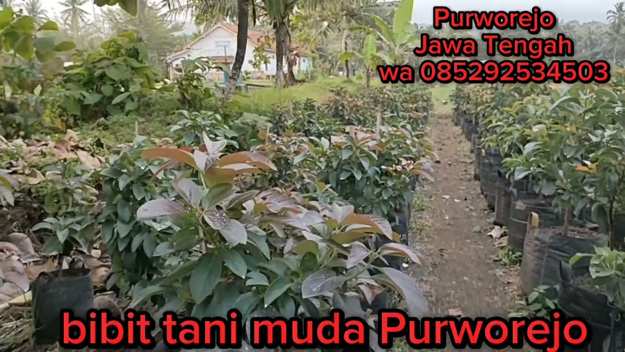 menjual berbagai jenis bibit alpukat dll.monggo yg minat bisa langsung di pesan bosku