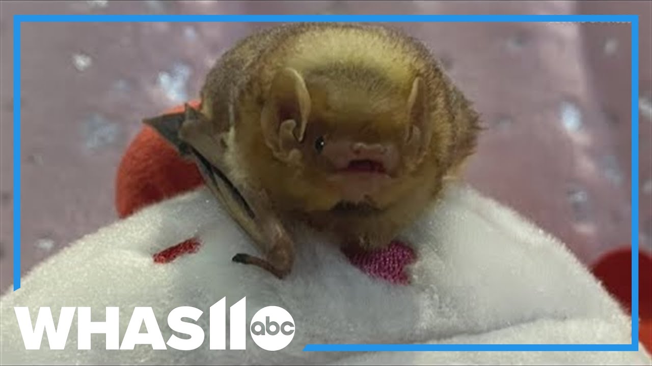 Second Chances Wildlife hacked, donations take a hit