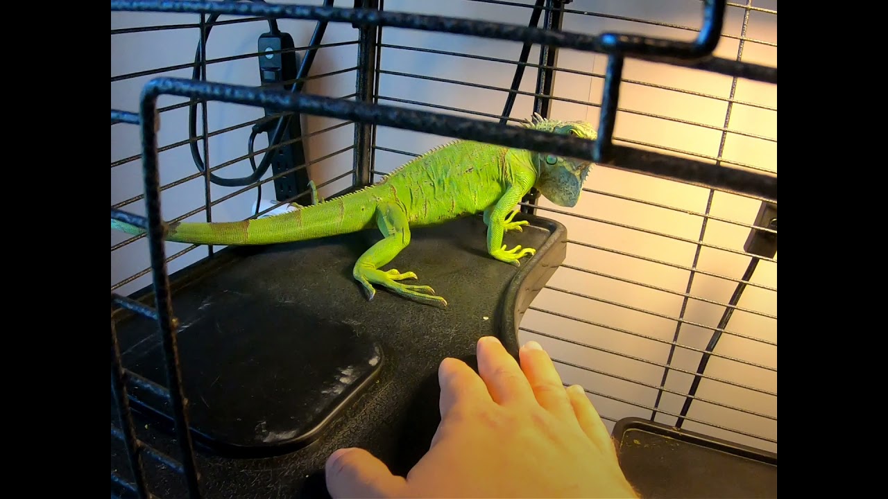 Defensive Animal Handling and Conditioning: Lizard