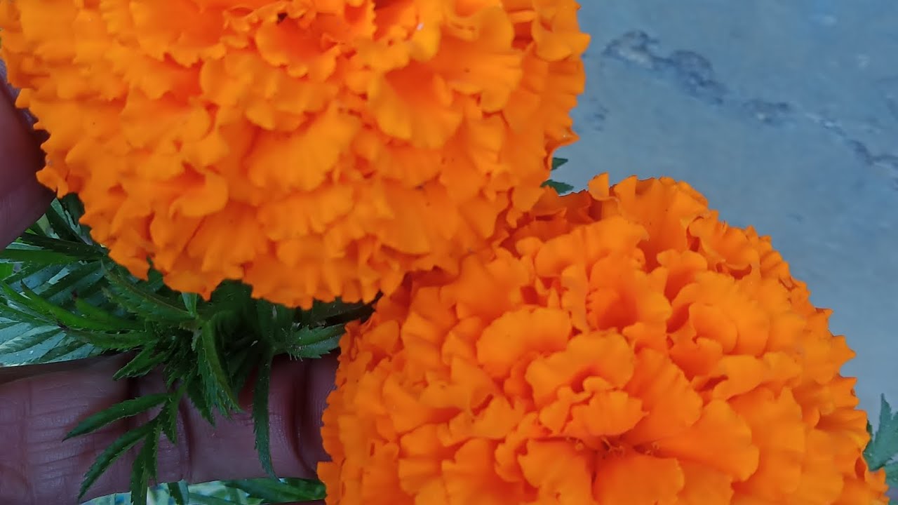শীতের স্নিগ্ধতায় তোমরা ভালো থাকো 
