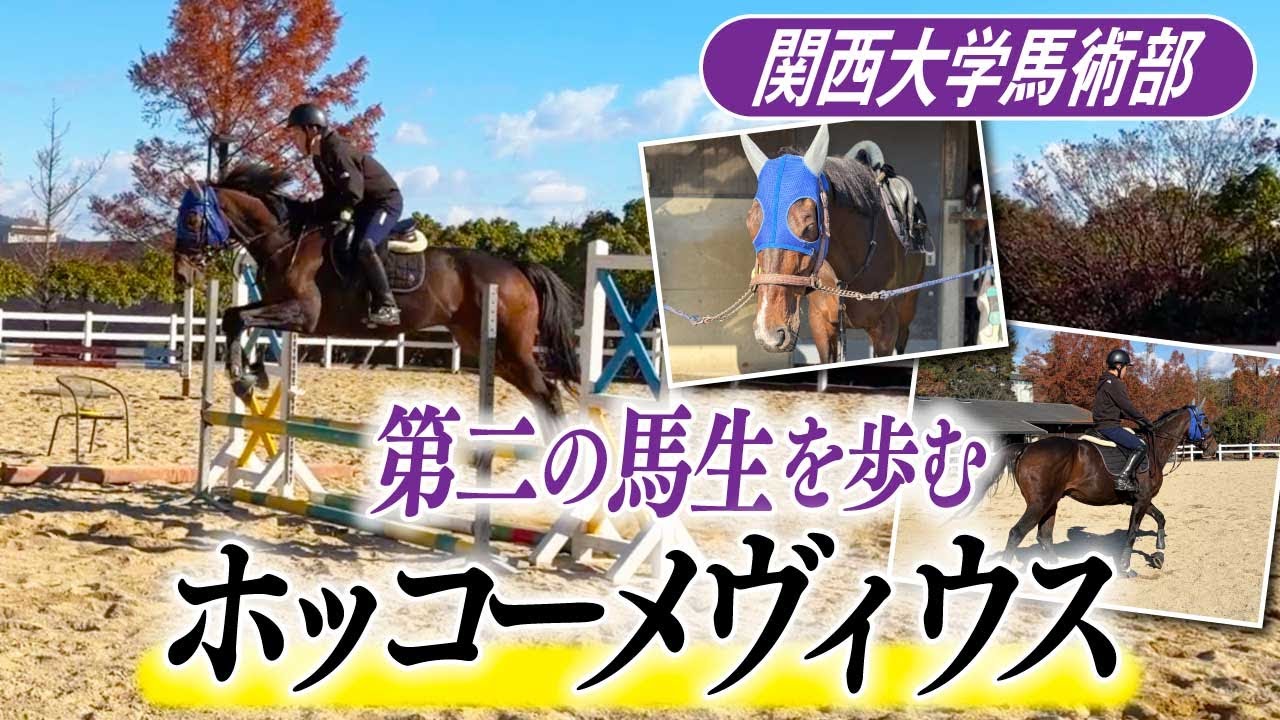 名ジャンパー・ホッコーメヴィウス元気です！関西大学馬術部でのセカンドキャリアをお届けします《東スポ競馬》