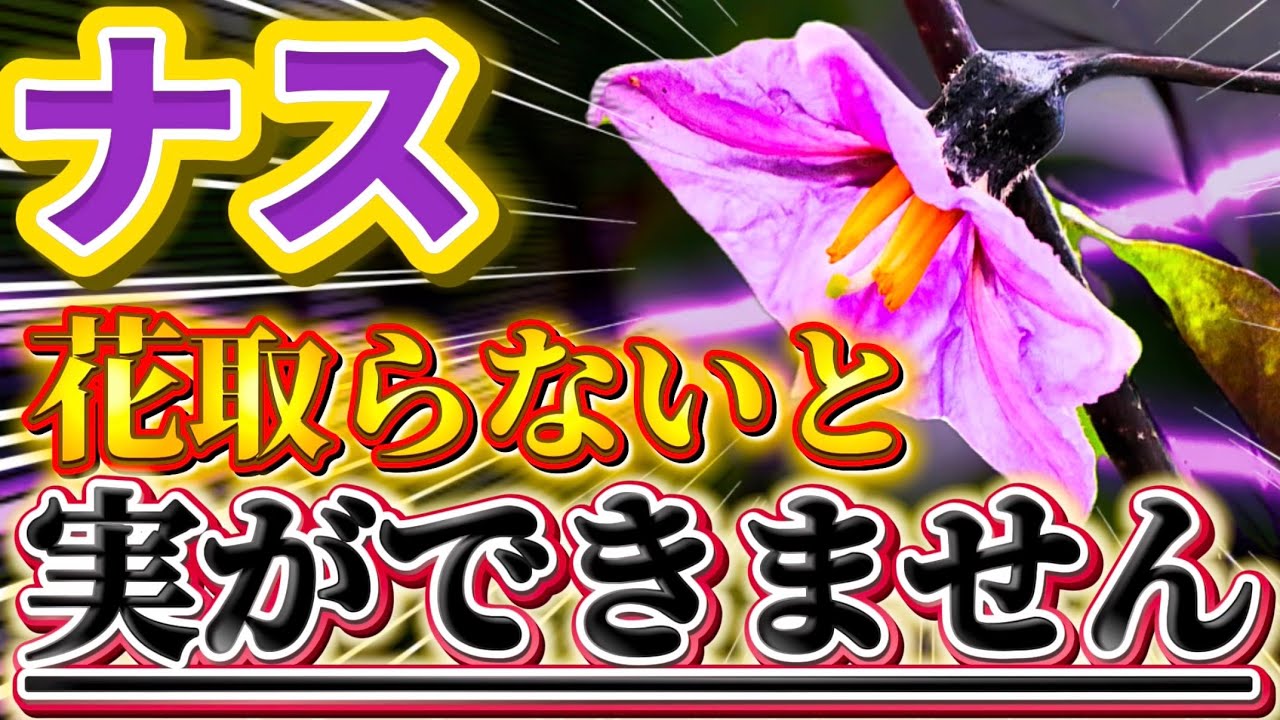 【ナス】花を取らないとナスができません。実を取る為に必ずやるべき事を紹介します。
