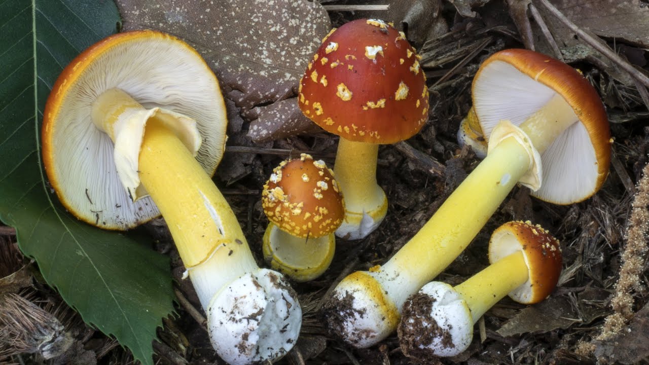 Funghi & Curiosità | L'Amanita 