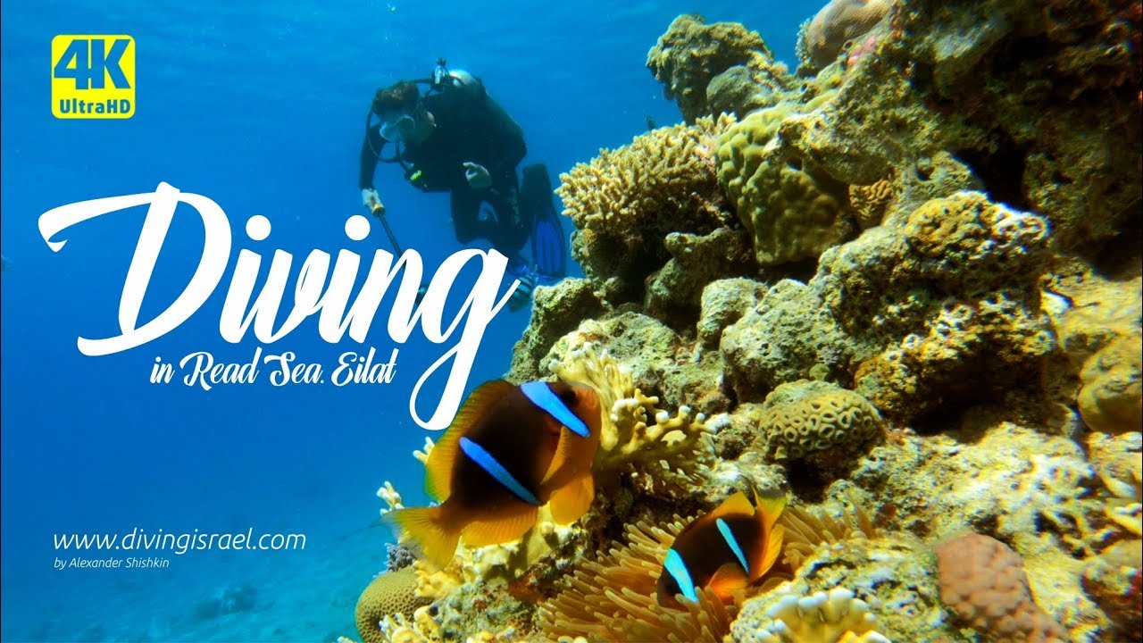 Diving in Eilat • Red Sea, Israel 4K UHD