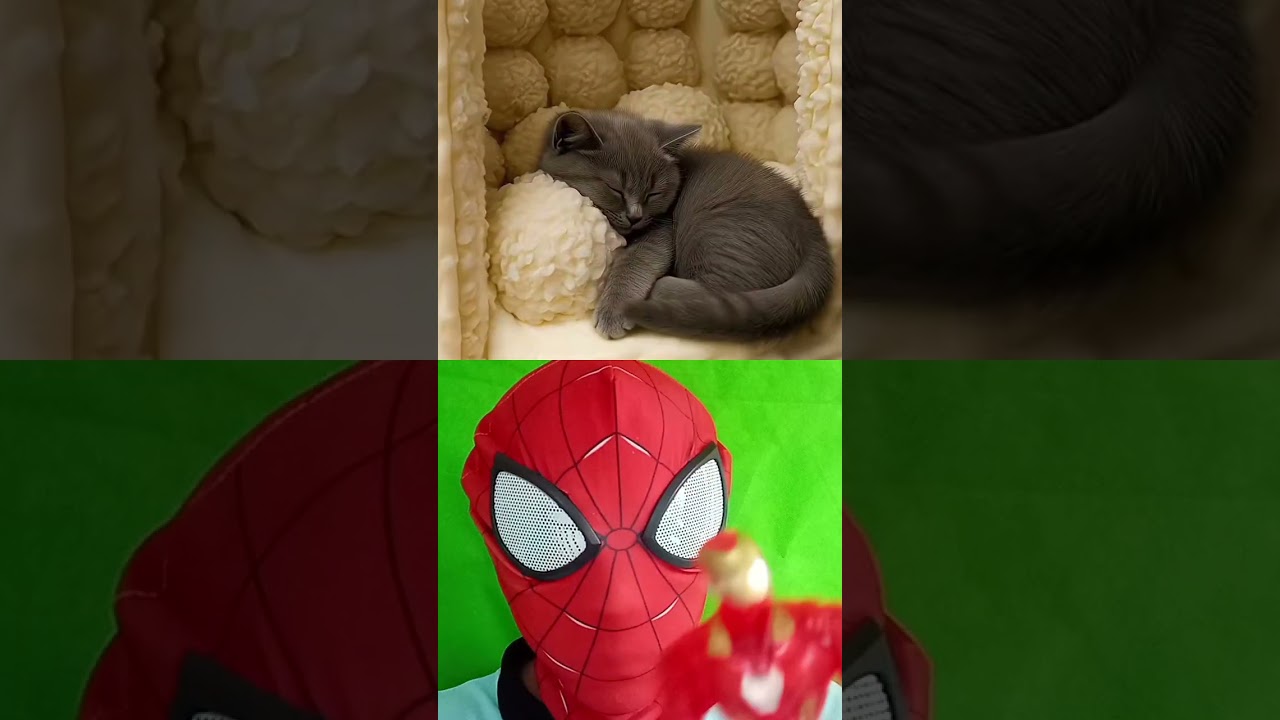 Which Candy Toilet Will Your Kitty Choose to Sleep In? ❤️ Soft Purring ASMR🐱💤 ❤️