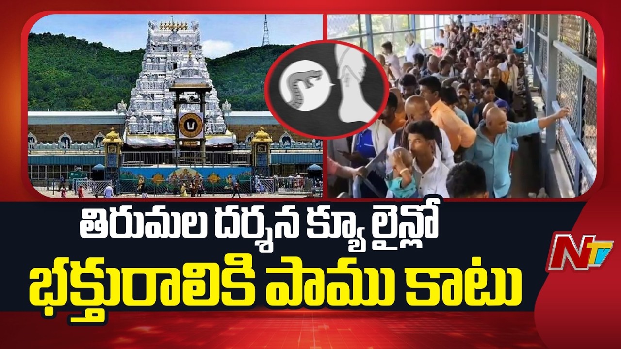 తిరుమల దర్శన క్యూ లైన్లో భక్తురాలికి పాము కాటు | Tirumala Tirupati | NTV Telugu