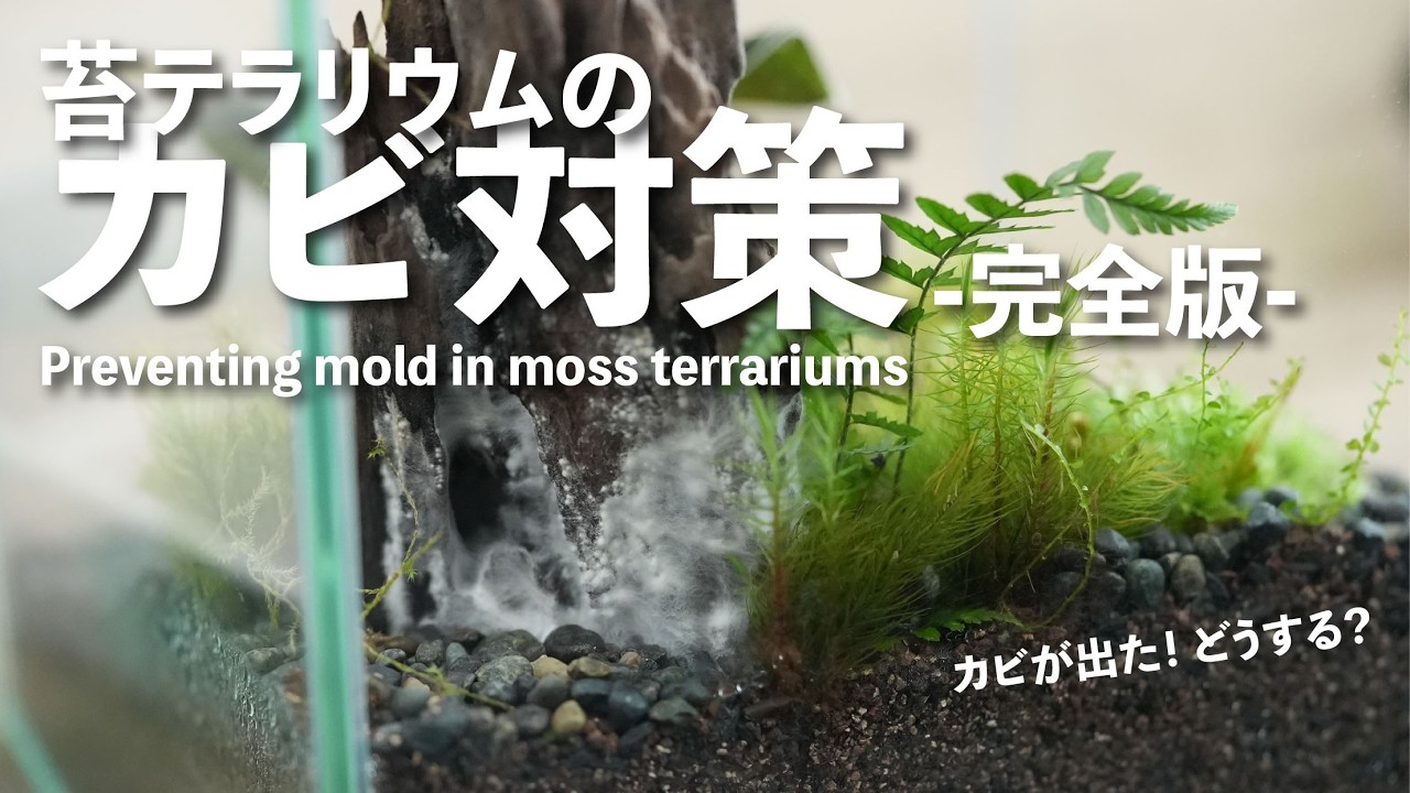 苔テラリウムのカビ対策【完全版】 No.220