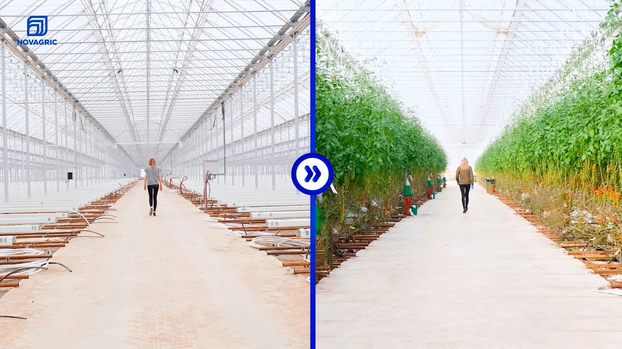 Producción de Tomate Cherry en Invernadero de Alta Tecnología (ESPAÑA) 🍅