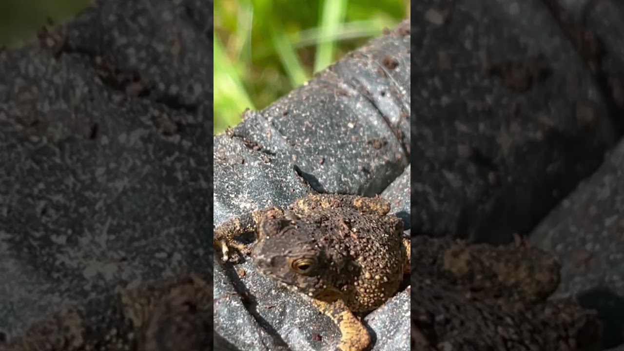 Asian toad 🐸 #frog #toad #amphibia #amphibian