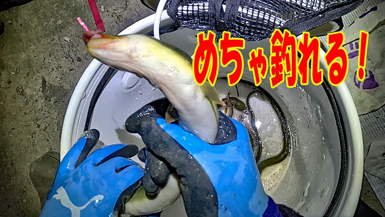 1年以上空けたポイントに行くとすごかった件【うなぎ釣り】