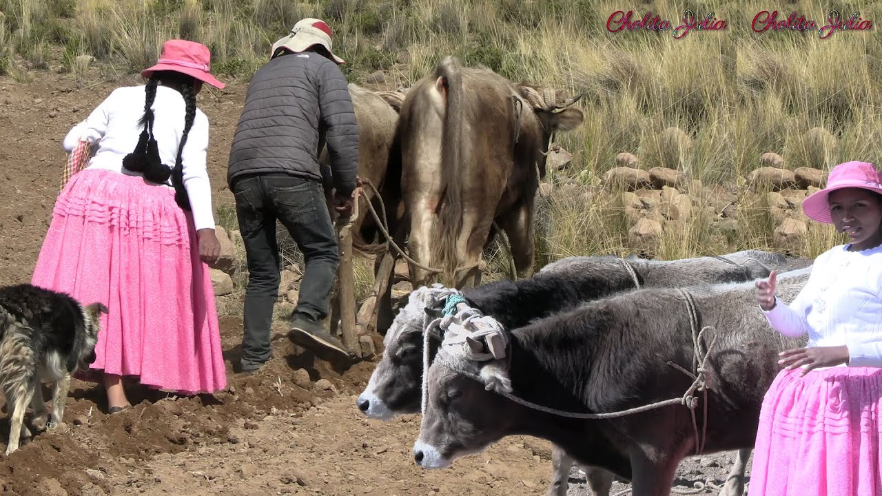 SEMBRANDO QUINUA CON LAS YUNTAS O TOROS EN EL CAMPO - CHOLITA JULIA