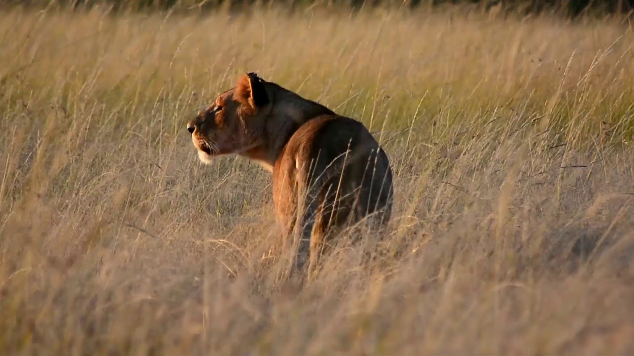 MASAIMARA - Zebras horror story
