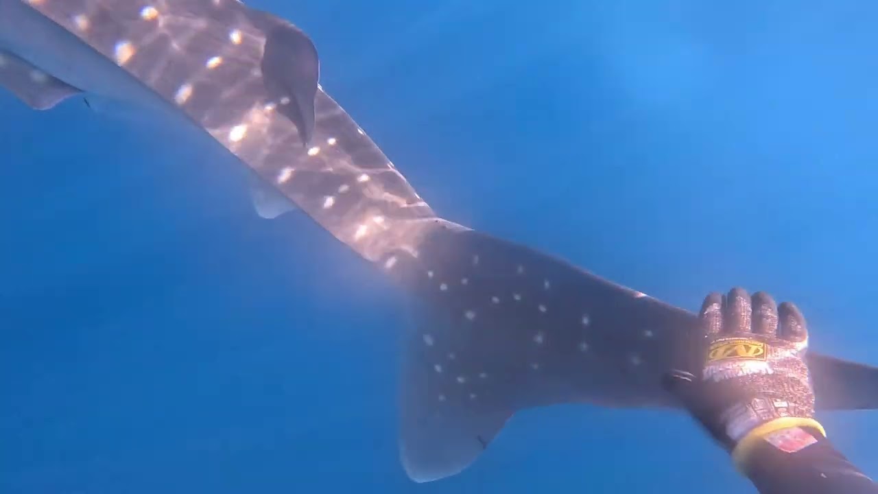 whale sharks 003