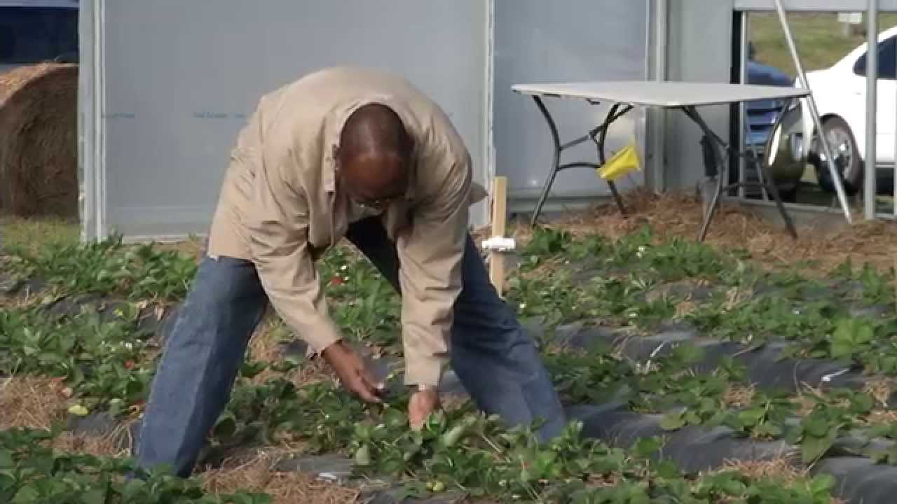 Pest Management for Sustainable Strawberries