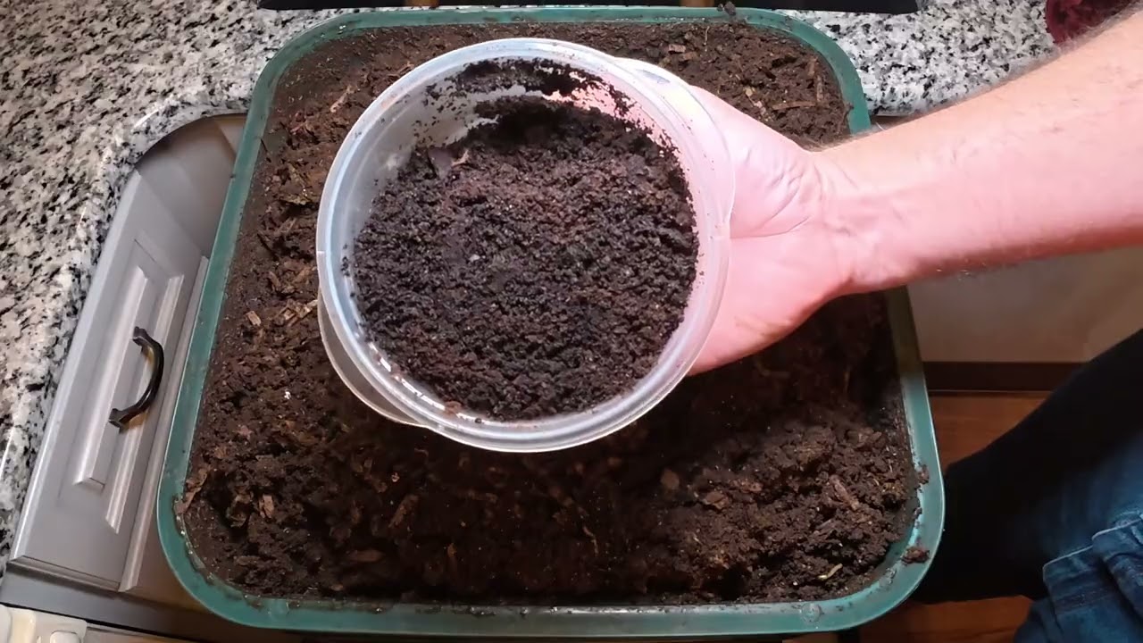 Worm Wednesday Feeding Vermihut Feeding Check In #wormswithrick #vermicomposting 