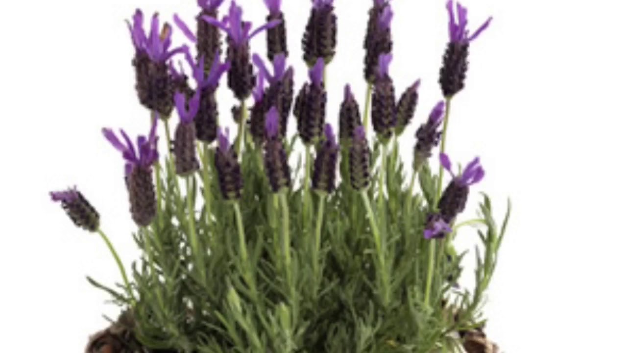 Lavendel stiklinger