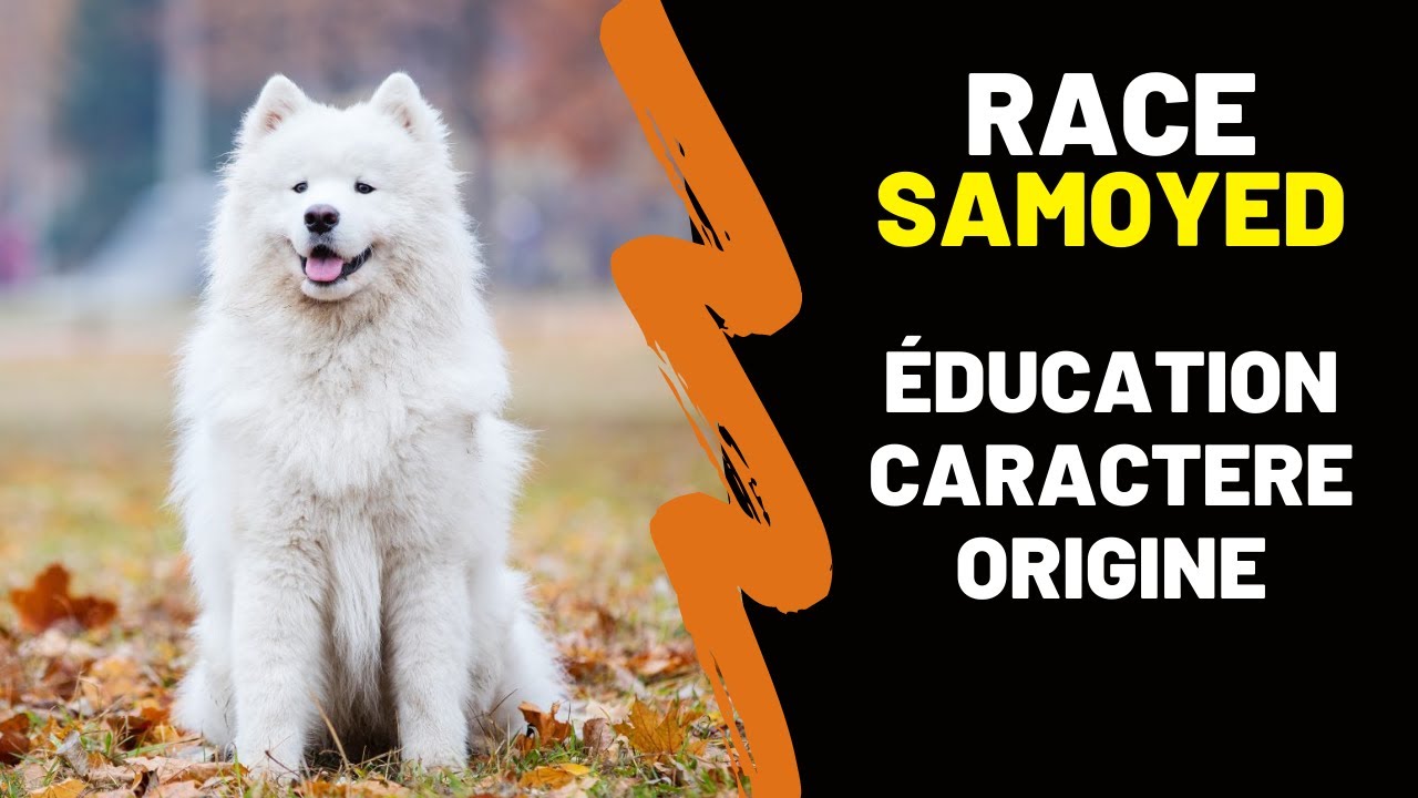Race de chien Samoyède : Caractère, Prix, Education, Histoire, Inconvénients, Qualités, s'en occuper