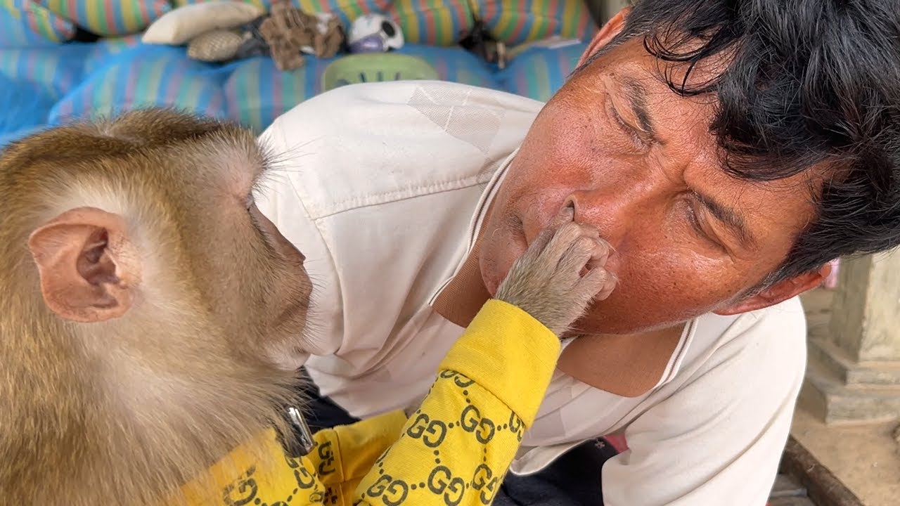 Oh My Gosh!! Zueii Remove Nasal Congestion Grandpa | ASMR Monkey Grooming